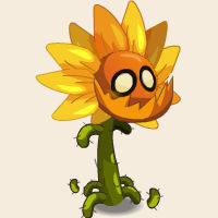 Tournesol Sauvage